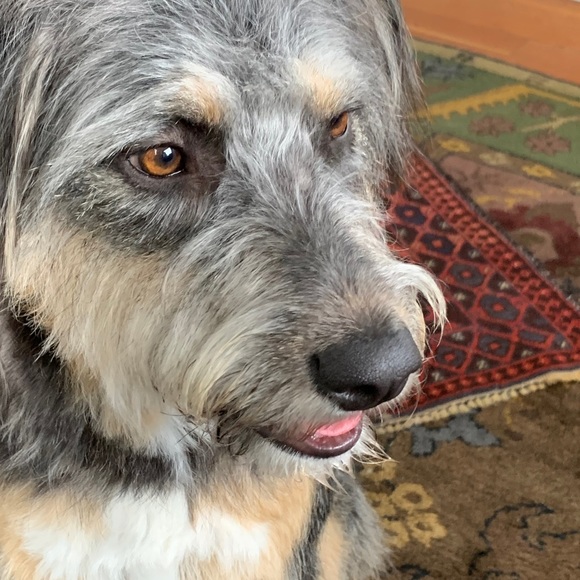 Meet your Posher, Shannon - Picture 1 of 1